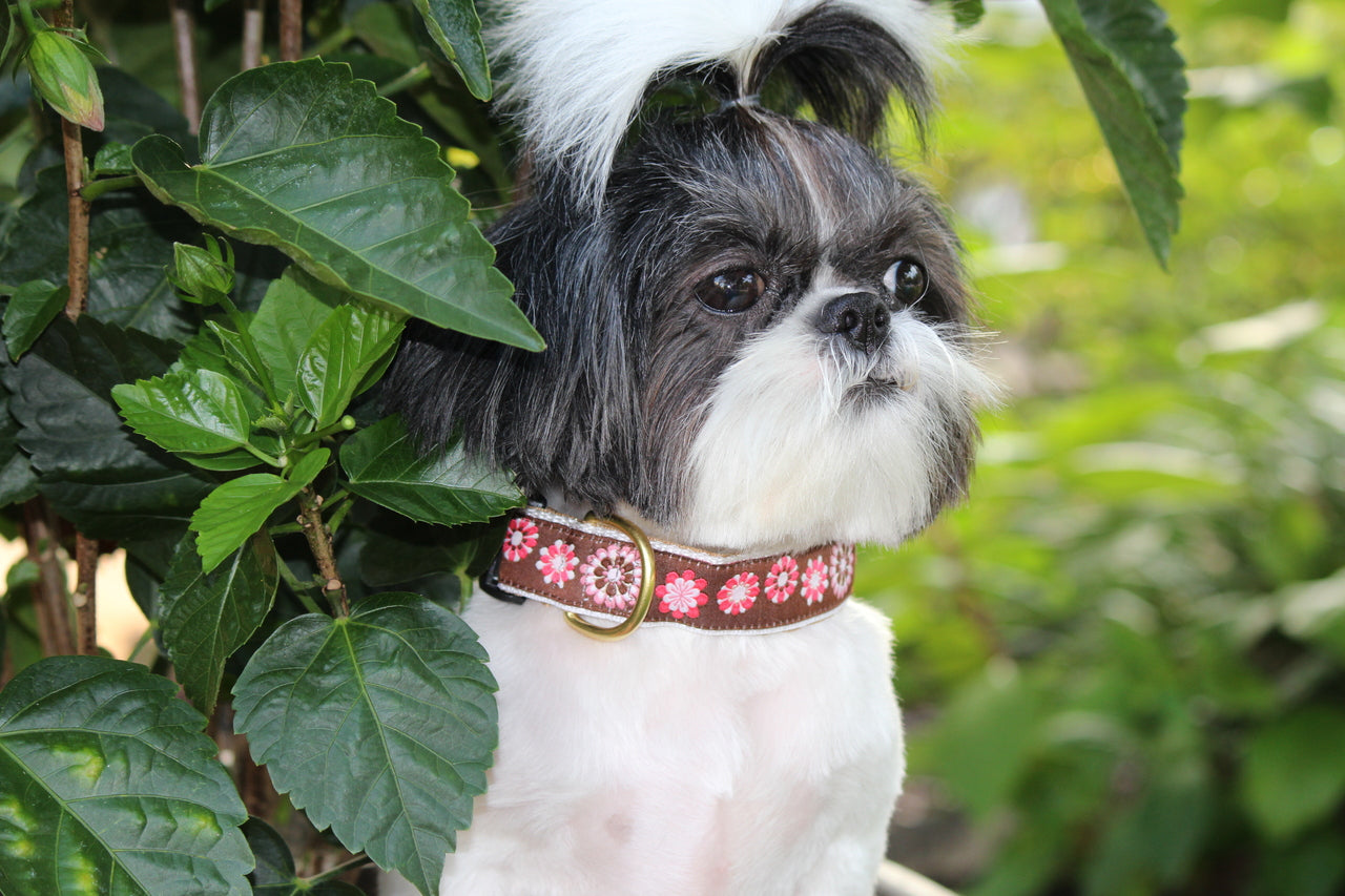 Carnaby Pink and Brown Dog Collar