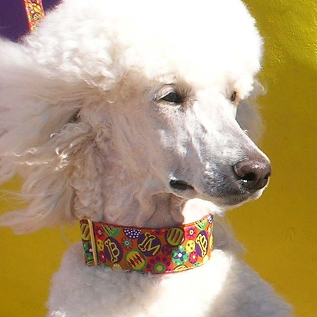 La Fabulous Terra Cotta Dog Collar