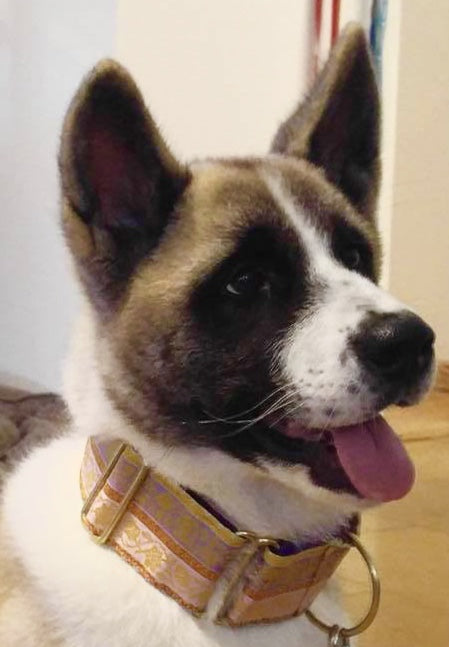 Pastel Pashmina 2 Inch Masterpiece Dog Collar