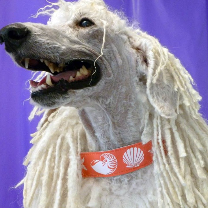 Seashells Dog Collar