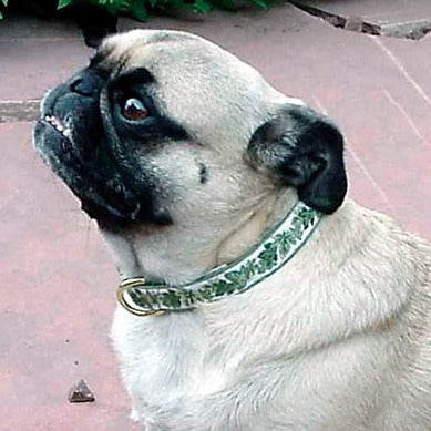 Ivy League Green Dog Collar