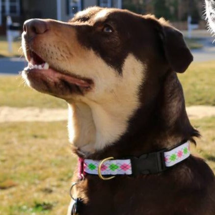 Argyle Pink 1" Dog Collar