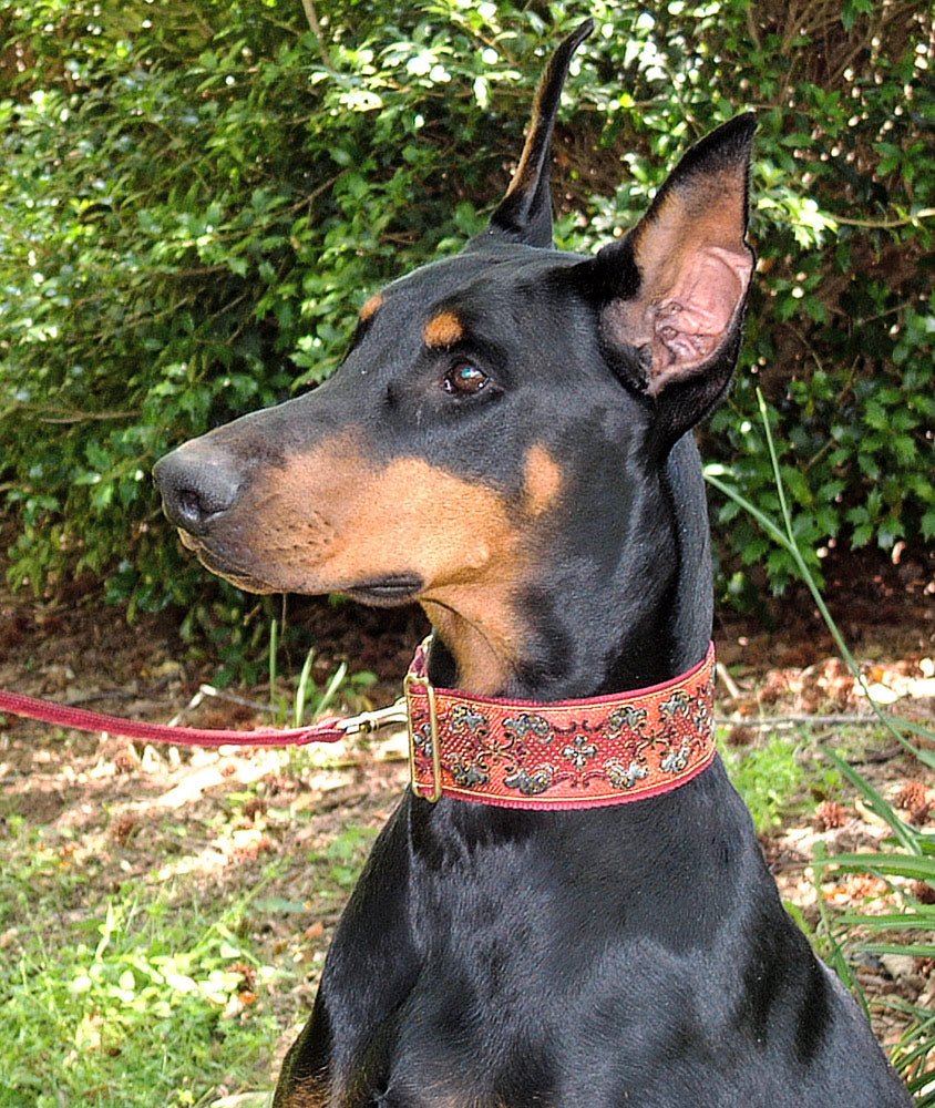 Dog collars best sale for doberman pinscher