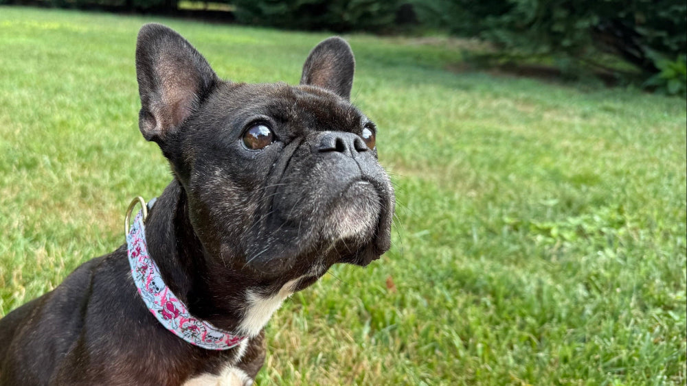 Dog wearing a colorful collar sitting on grass with trees in the background