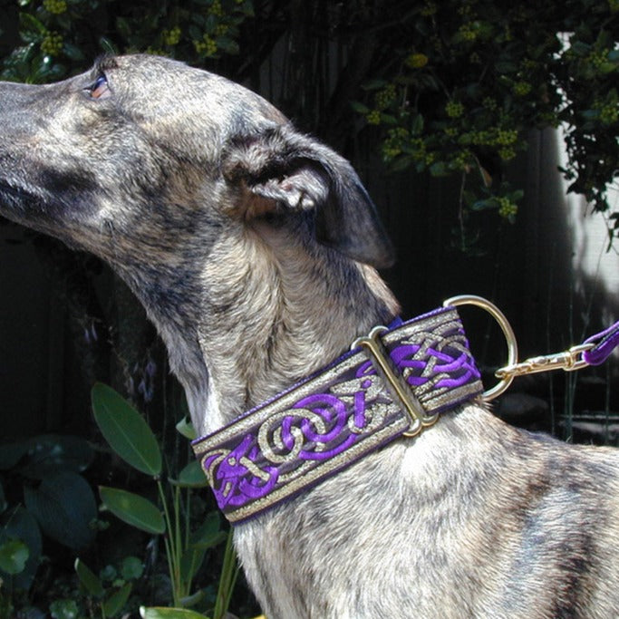 Kells Hounds Purple and Gold 2 Inch Masterpiece Dog Collar
