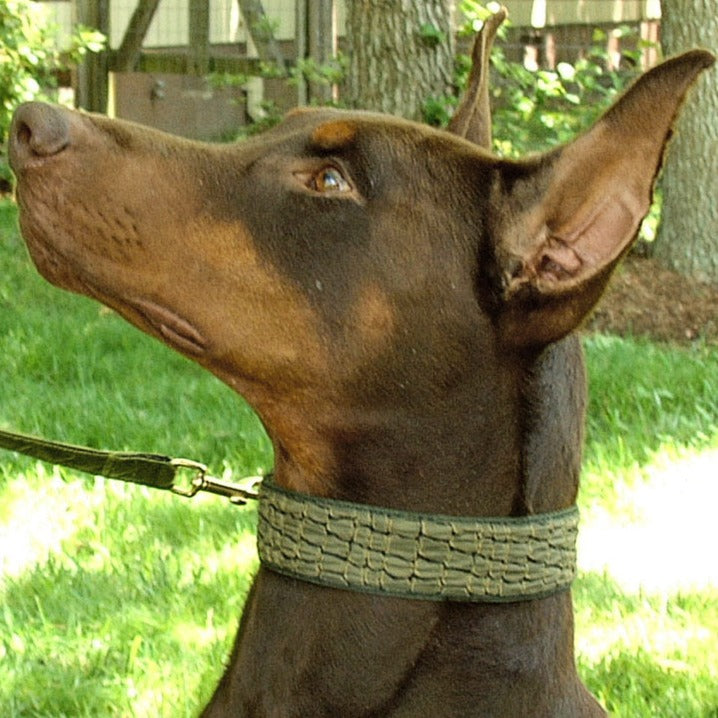 Croc Sage 1.5" Dog-Collar