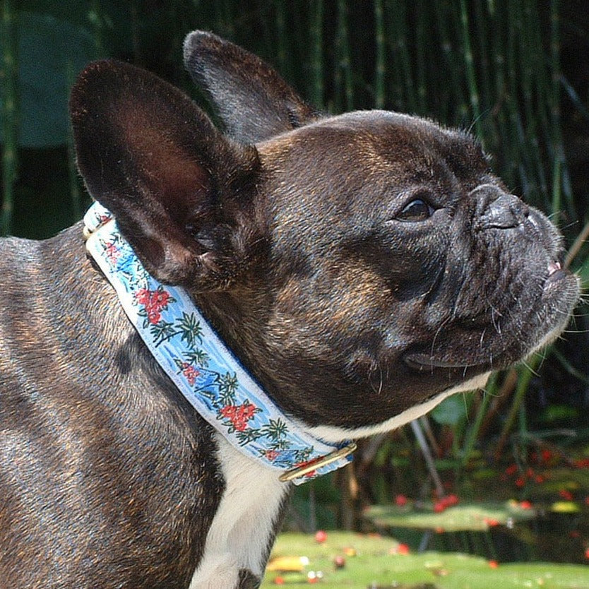 Maui 1" Dog Collar