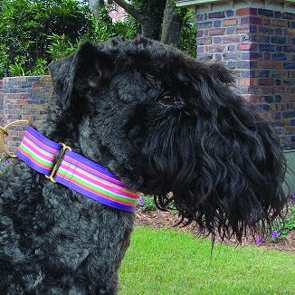 Yipes Stripes Bubblegum Dog Collar